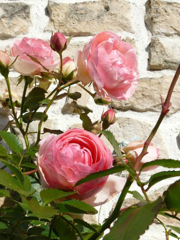 Le Clos De La Vigne Bed and Breakfast Montreuil  Buitenkant foto